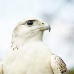Finnegan the gyr/saker falcon
