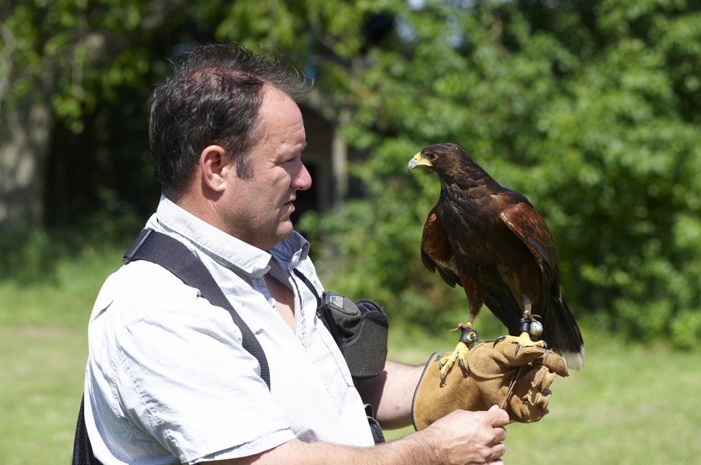 Wayne Davis with Rufus the harris hawk