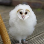 Floccus the barn owl