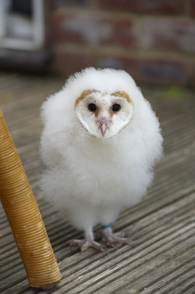 Floccus the barn owl